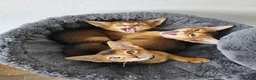 Abyssinian cats for sale: LAST TWO BOYS,champion line Abyssinian kittens🎖 - Advert 3