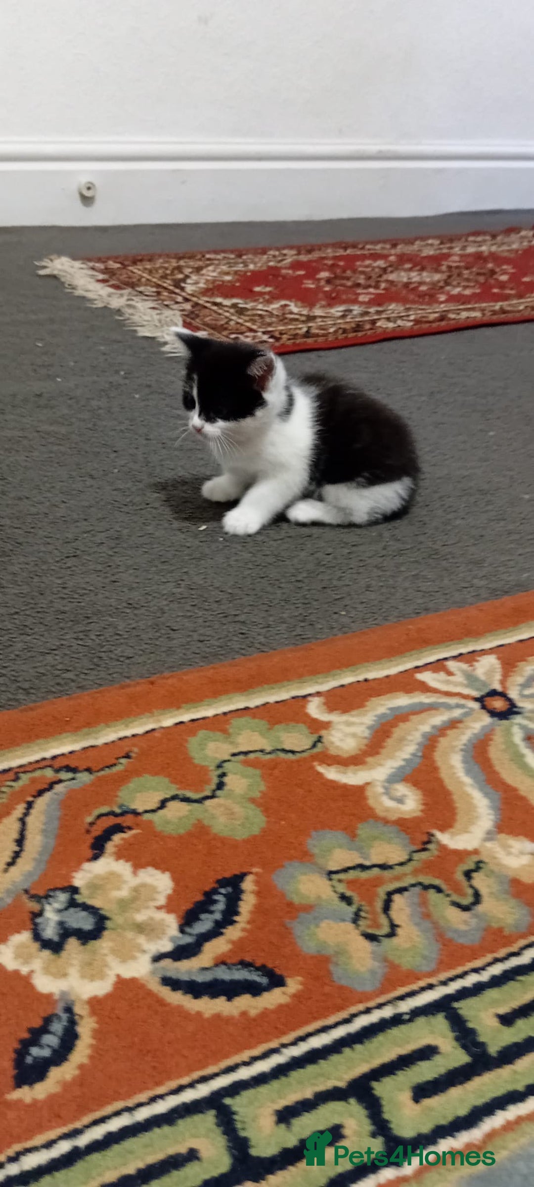 British Shorthair cats for sale: Black and white cat - Advert 4