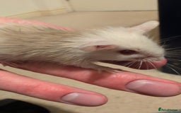 Mouse rodents for sale: Super tame handled African soft fur mice  - Image 15