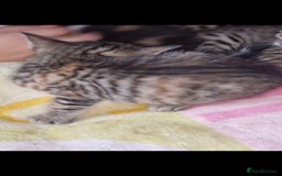 Bengal cats for sale: Bengal cross kittens  - Image 6