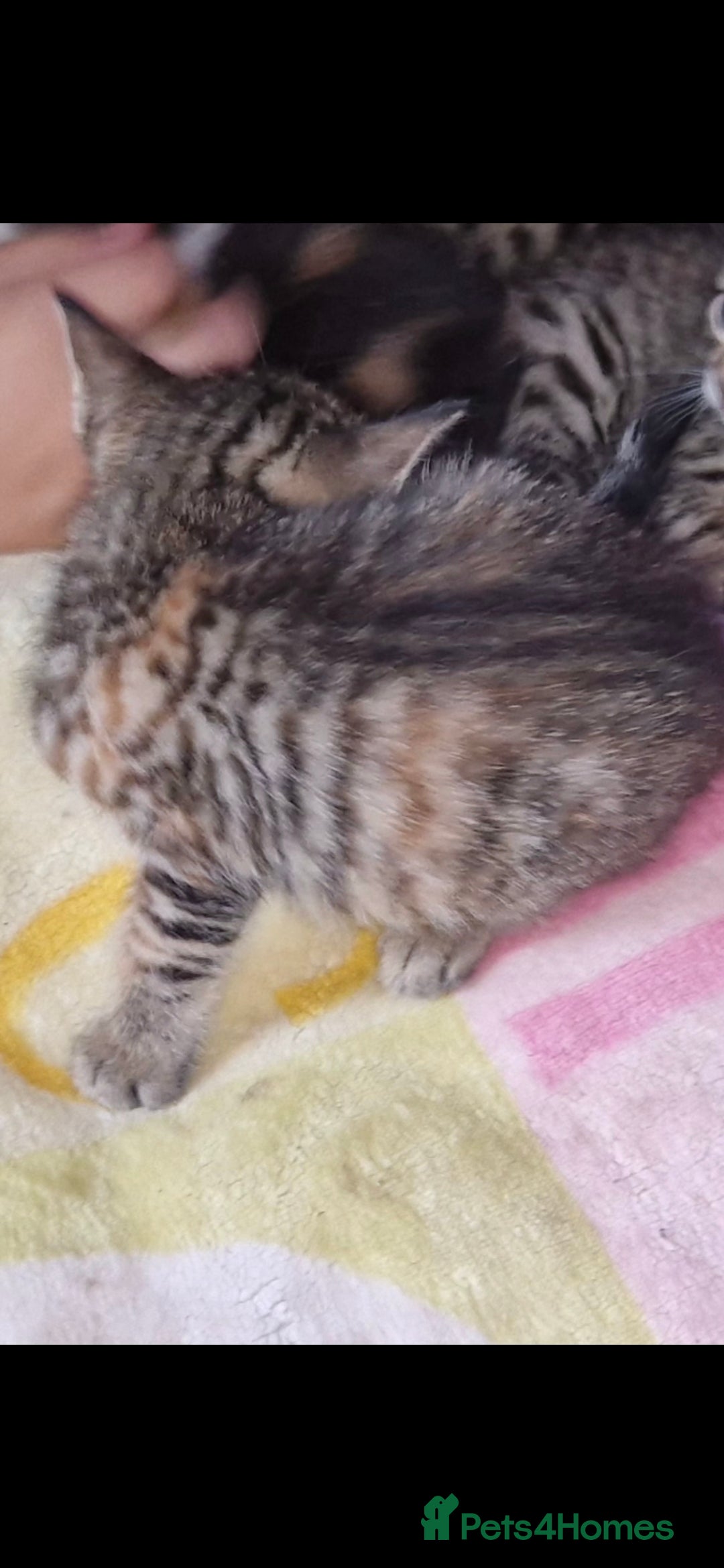 Bengal cats for sale: Bengal cross kittens  - Image 6