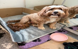 Cavapoo dogs for sale: Cavapoo F1b fully health tested  - Image 2
