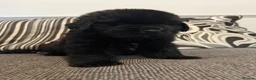 Newfoundland dogs for sale: Stunning Newfoundland Puppies  - Advert 12