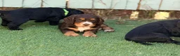 Cocker Spaniel dogs for sale: Gorgeous Cocker Puppies READY NOW - Advert 6