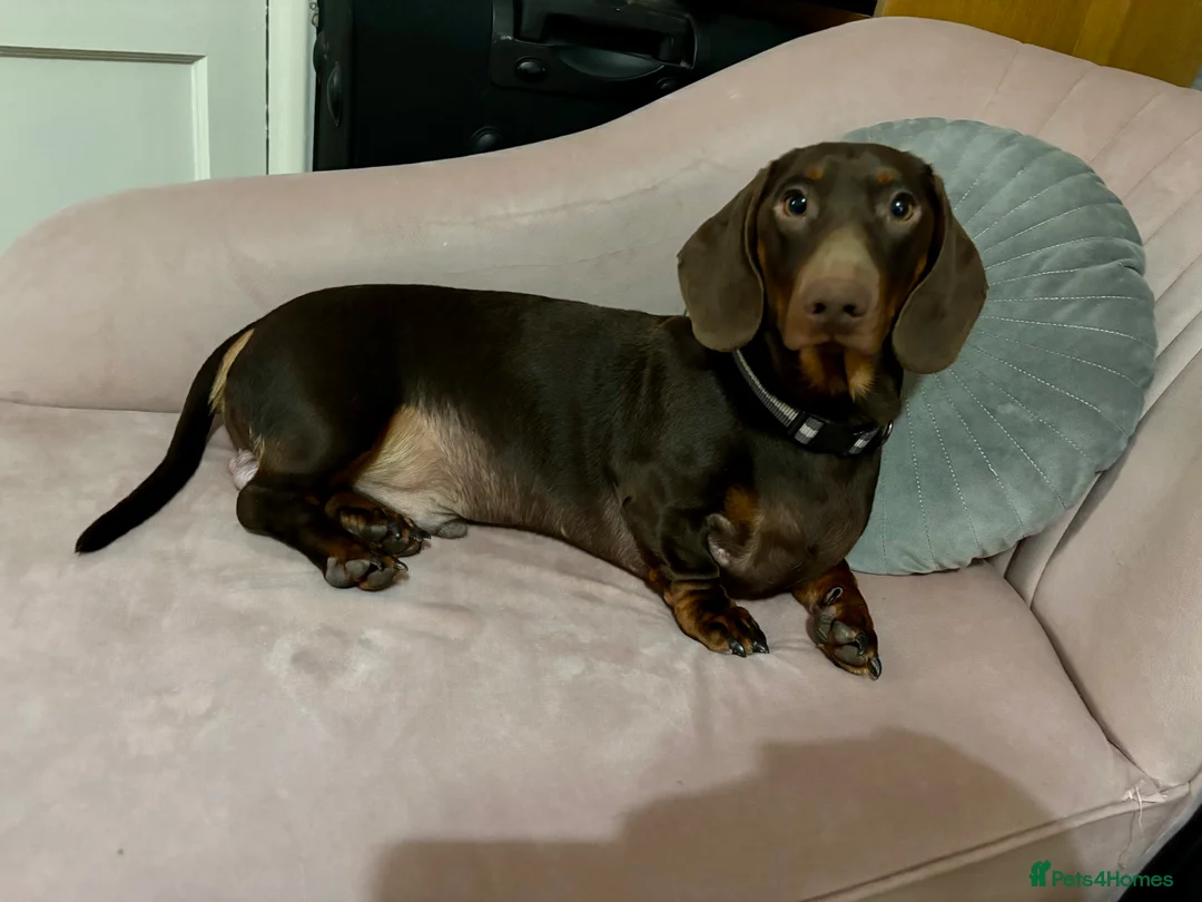 Dachshund dogs for sale: 1 year old entire male  in Derby - Advert 2