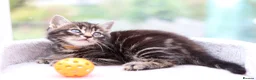 Mixed Breed cats for sale: Beautiful Kittens Ready NOW - Advert 1