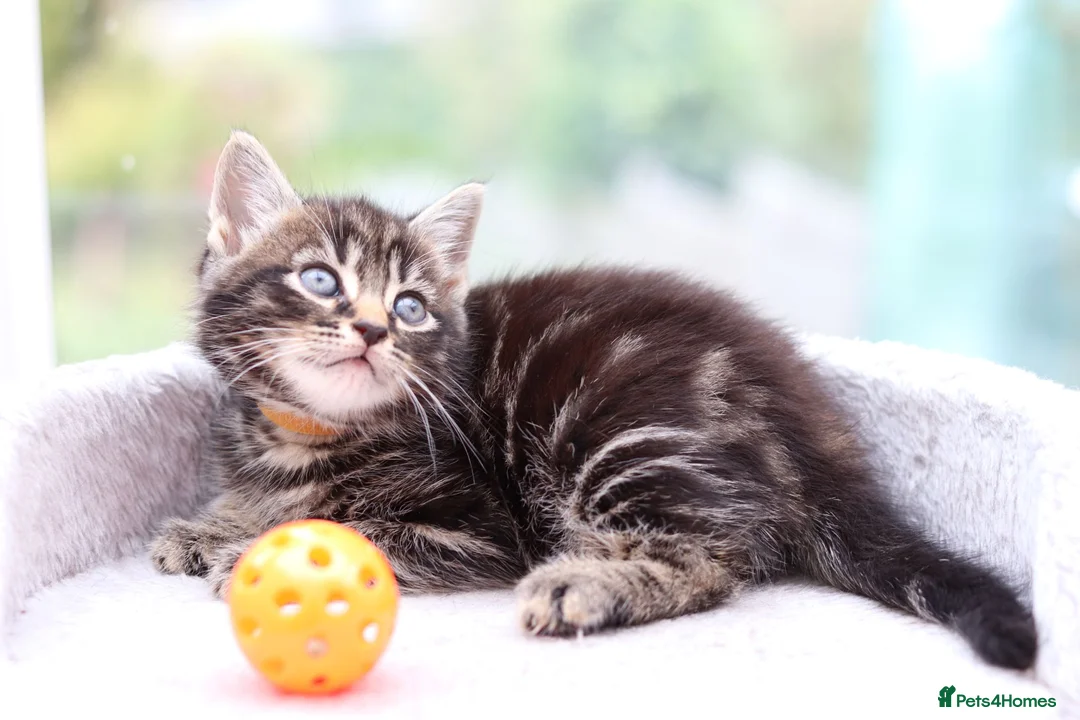 Mixed Breed cats for sale: Beautiful Kittens Ready NOW - Advert 1