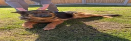 German Shepherd dogs for sale: German Shepard puppies  - Advert 1