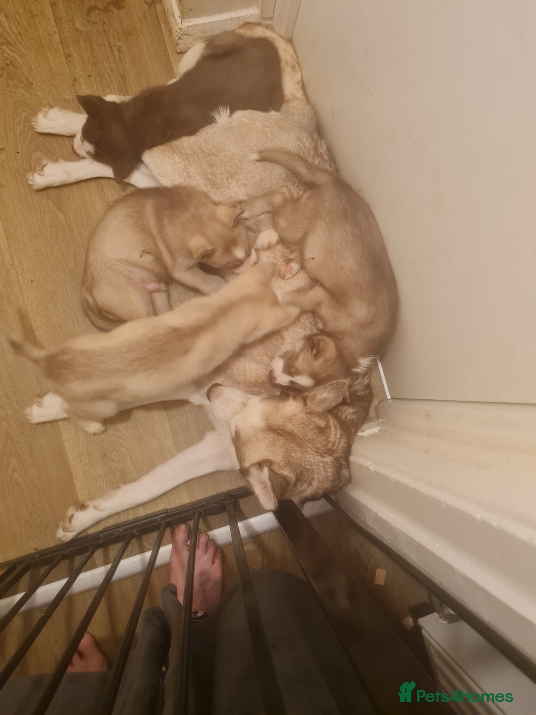 Siberian Husky dogs for sale: Siberian husky puppies  - Advert 3