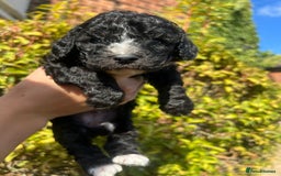 Cockapoo dogs for sale: Cockapoo - Image 12