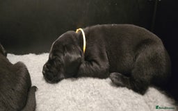 Labrador Retriever dogs for sale: Beautiful boys - Image 16