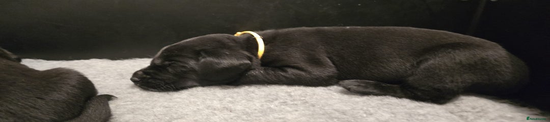 Labrador Retriever Puppy 2