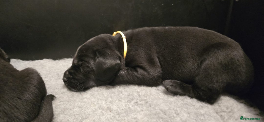 Labrador Retriever dogs for sale: Beautiful boys - Image 16