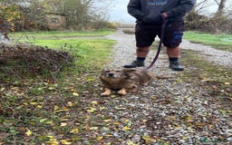 Mixed Breed dogs for adoption: Tommy - Gravesend. Kent  - Advert 3