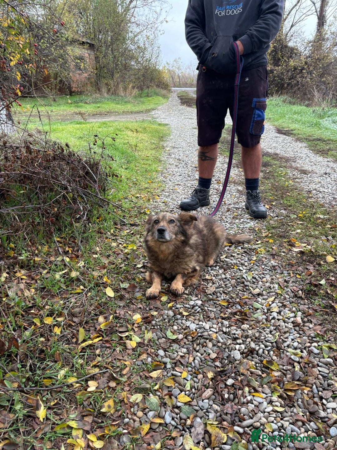 Mixed Breed dogs for adoption: Tommy - Gravesend. Kent  - Advert 3