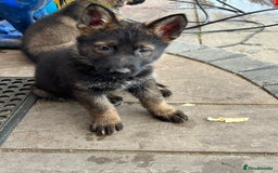 German Shepherd dogs for sale: Czechoslovakian German shepherd working line - Image 3