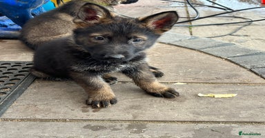 German Shepherd dogs - Advert 4