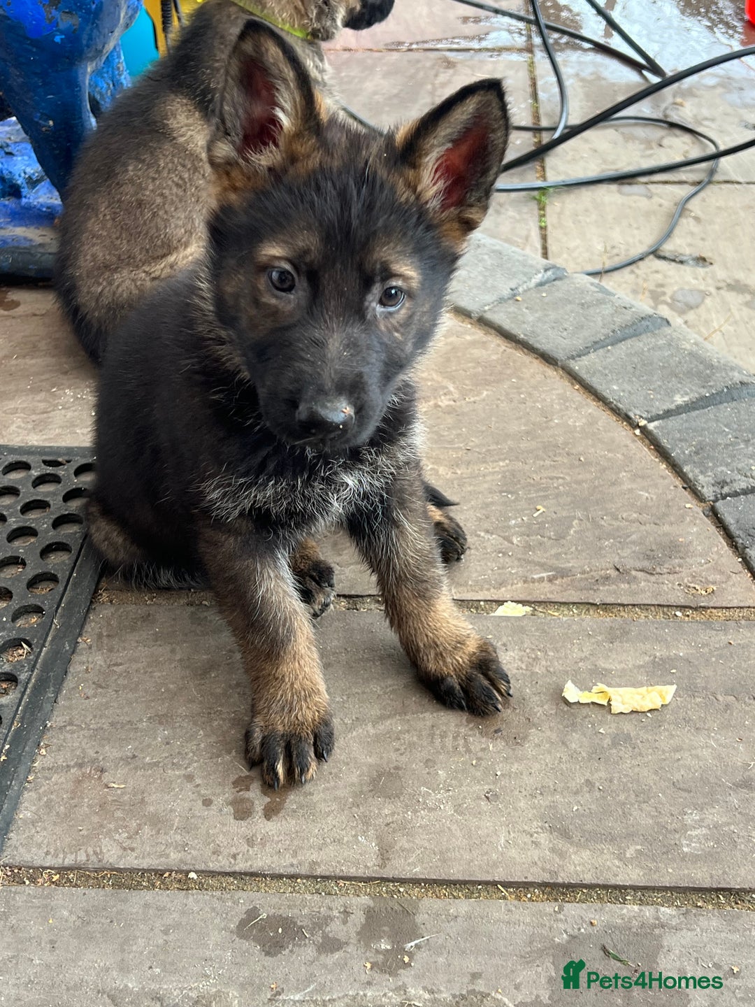 German Shepherd dogs for sale: Czechoslovakian German shepherd working line - Image 3