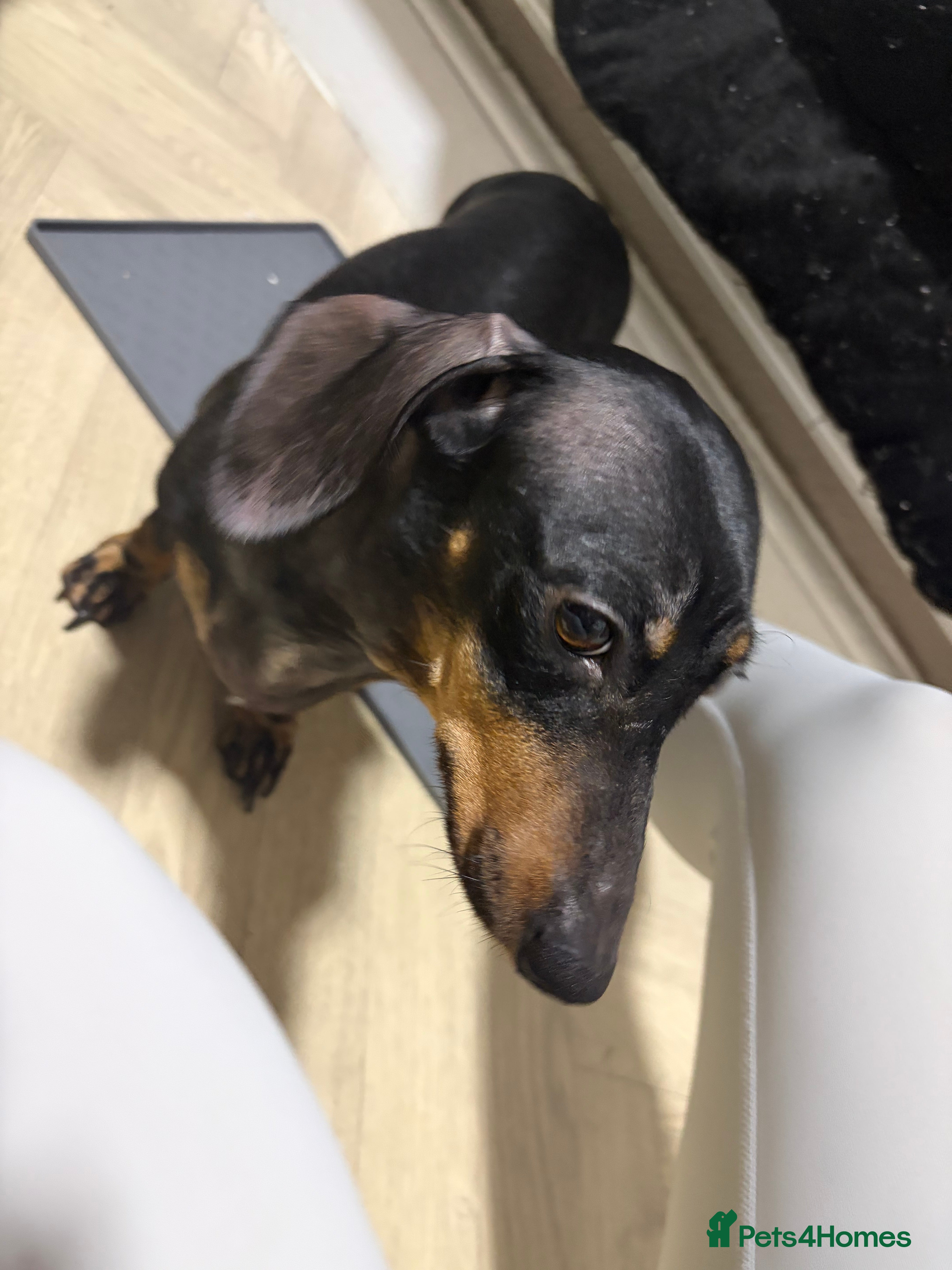 Dachshund dogs Mother  - Advert 1