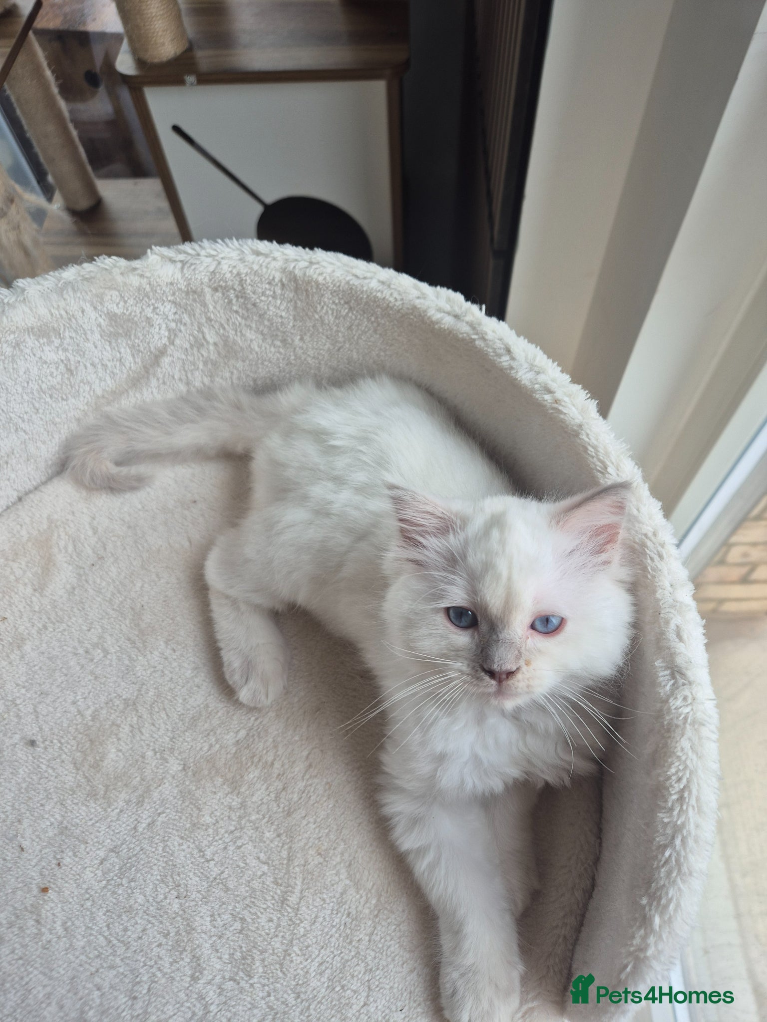 Ragdoll cats Beautiful ragdolls gccf and tica registered - Advert 2