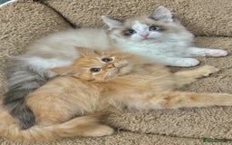 Mixed Breed cats for sale: BEAUTIFUL KITTENS  - Image 6