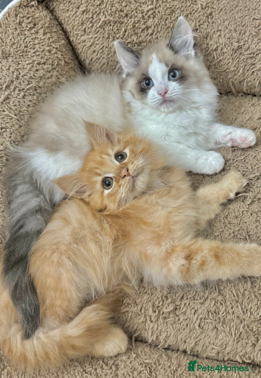 Mixed Breed cats for sale: BEAUTIFUL KITTENS  - Image 6