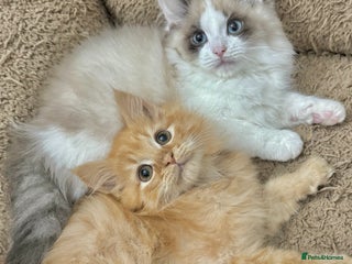 Mixed Breed cats - Advert 17