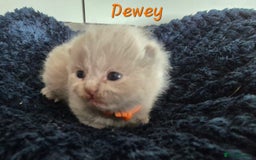 British Shorthair cats for sale: Stunning Russian Bloodline TICA reg kittens - Image 4