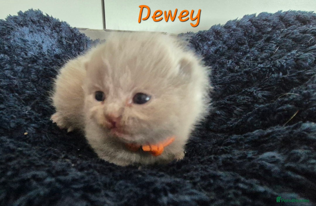 British Shorthair cats for sale: Stunning Russian Bloodline TICA reg kittens - Image 4