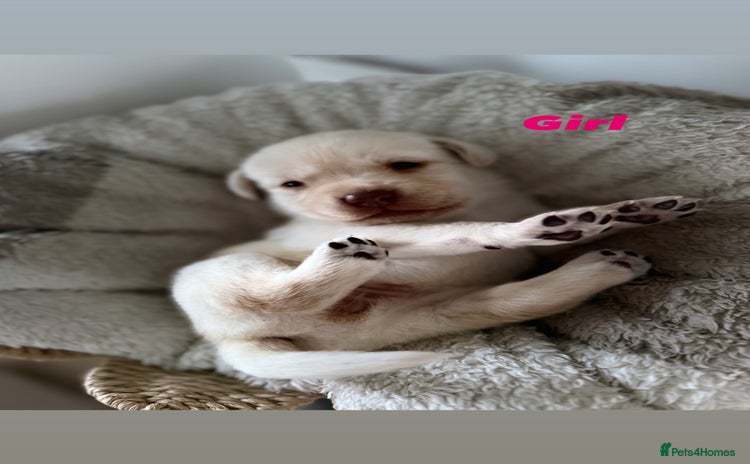 Labrador Retriever dogs - Advert 3