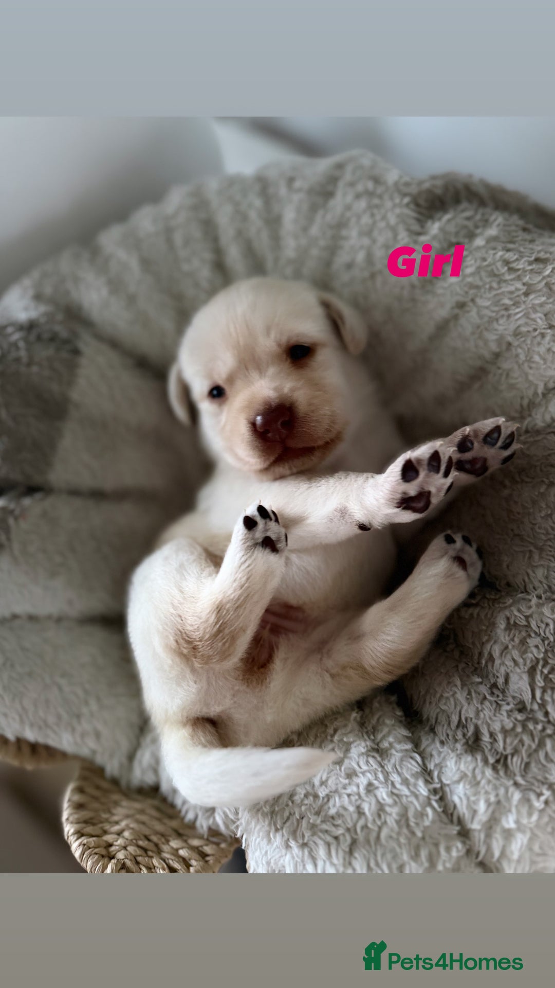 Labrador Retriever dogs for sale: Show Type Chunky Labradors  - Image 3