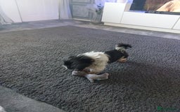 Mixed Breed dogs for sale: Shih-tzu cross chin - Image 3