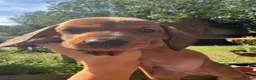 Dachshund dogs for sale: Beautiful Dachshund Boys! - Advert 4