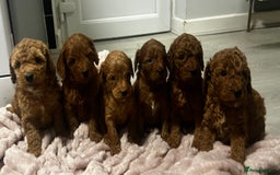 Cockapoo dogs for sale: F1b cockapoo  - Advert 5
