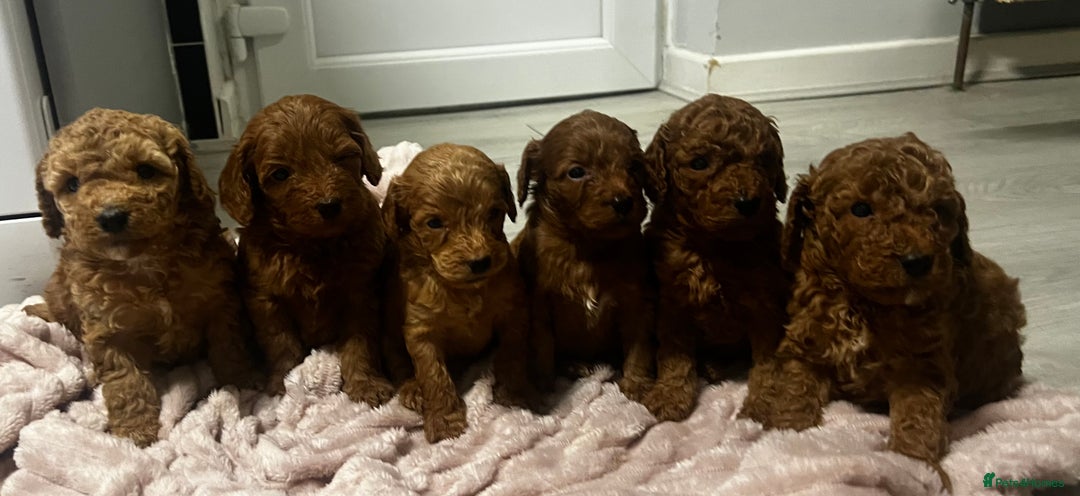 Cockapoo dogs for sale: F1b cockapoo  - Advert 5
