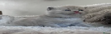 British Shorthair 2