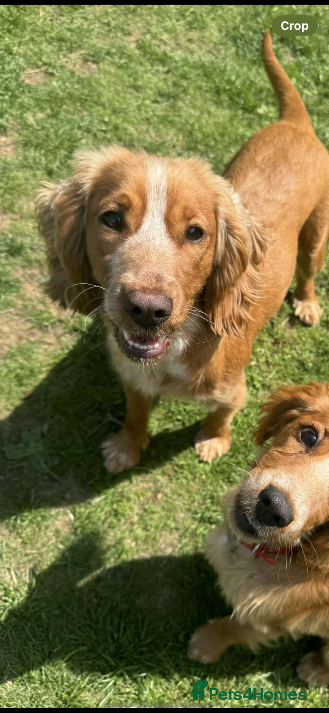 Cocker Spaniel dogs for sale: Rosie the cocker - Image 2