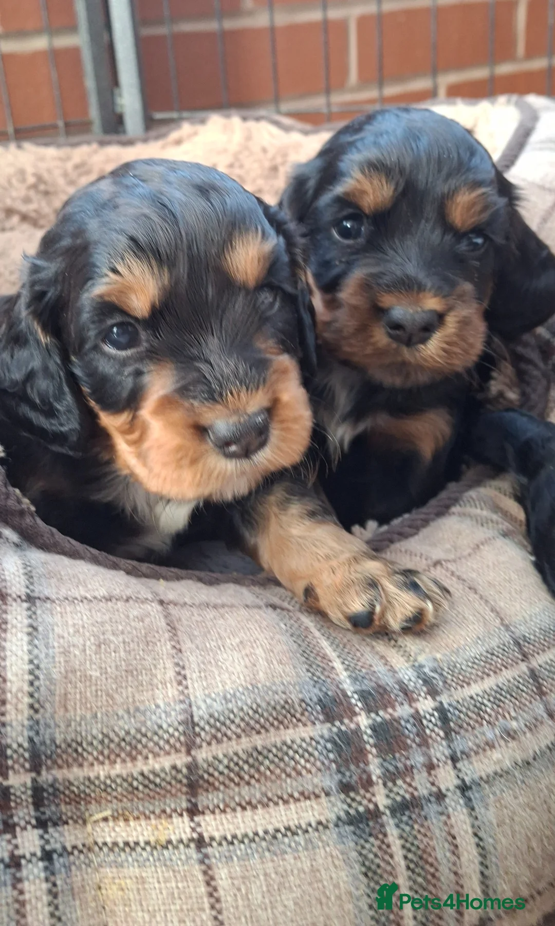 Cocker Spaniel dogs for sale: Five beautiful working cocker spaniel pups  - Advert 1