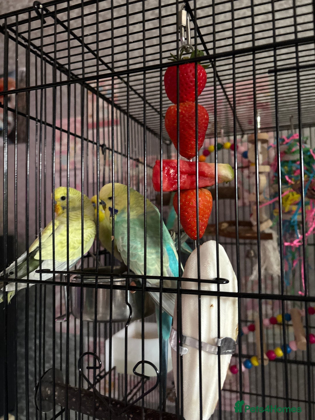 Budgerigars birds for sale: Flock of 5 Budgies (3 Handtamed) - Image 8
