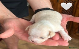 Chihuahua dogs for sale: 6 Gorgeous Chihuahua Puppies 🐶💙🩷🩷🩷🩷💙  - Image 29