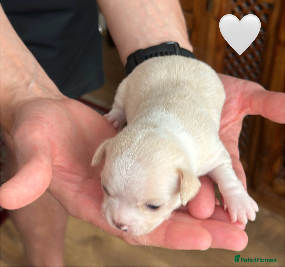 Chihuahua dogs for sale: 6 Gorgeous Chihuahua Puppies 🐶💙🩷🩷🩷🩷💙  - Image 29