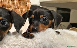 Mixed Breed dogs for sale: Stunning daxijacks ready now  - Image 10