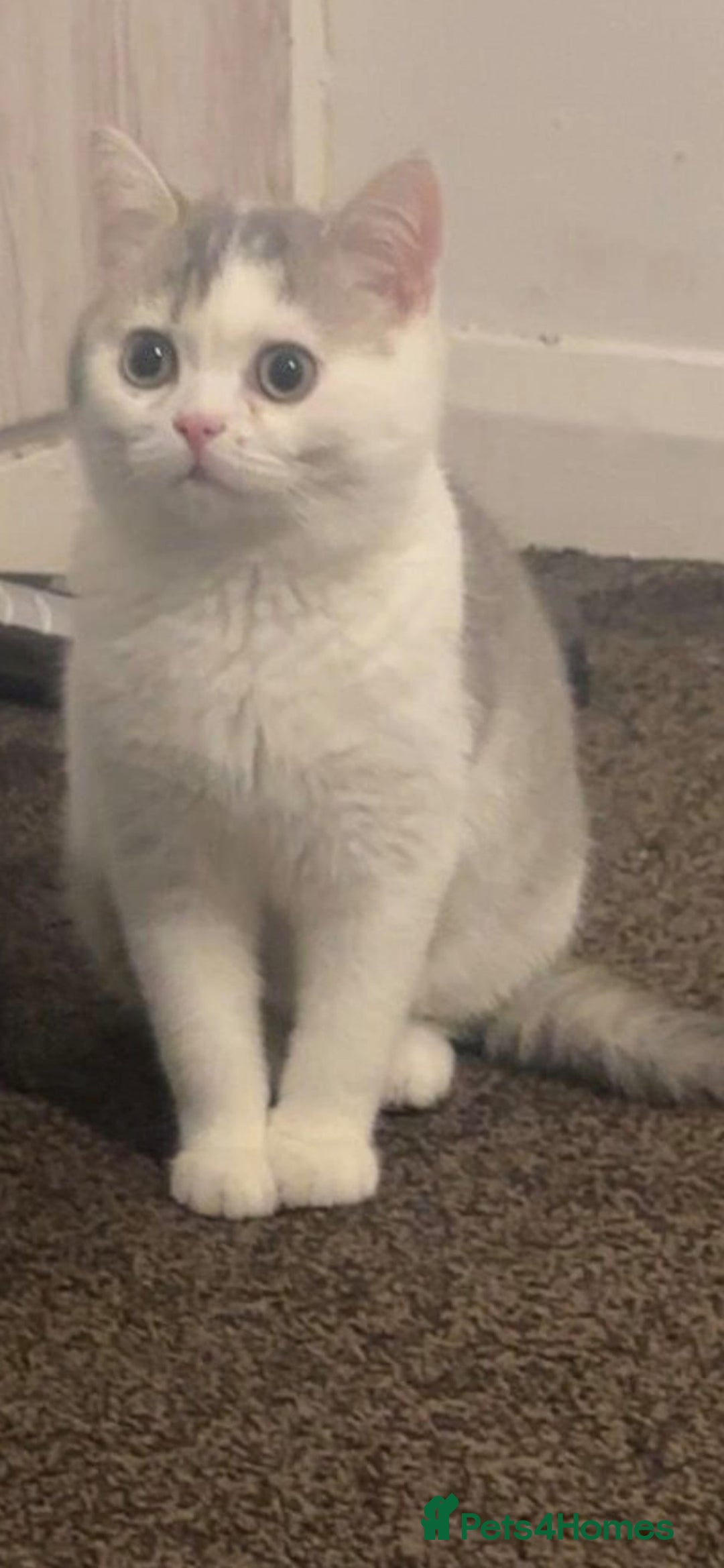 British Shorthair cats for sale: British shorthair excellent bloodline  - Advert 3