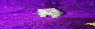 Griffin 