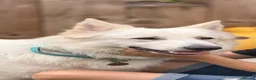 German Shepherd dogs for sale:  Beautiful White German Shepherd – Monty in Ripley - Advert 1