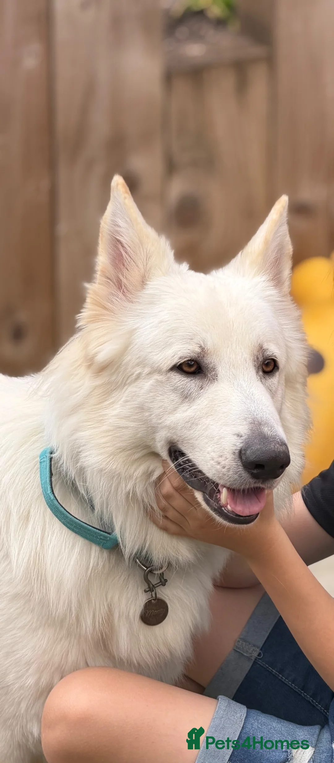 German Shepherd dogs for sale:  Beautiful White German Shepherd – Monty in Ripley - Advert 1