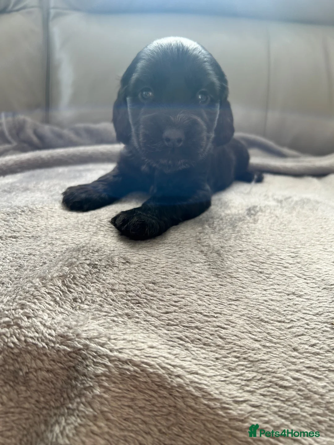 Cocker Spaniel dogs for sale: Stunning KC registered show type cocker pups  - Advert 14
