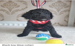 Cockapoo dogs for sale: Cockapoo F2 puppies 8 weeks old. - Image 3