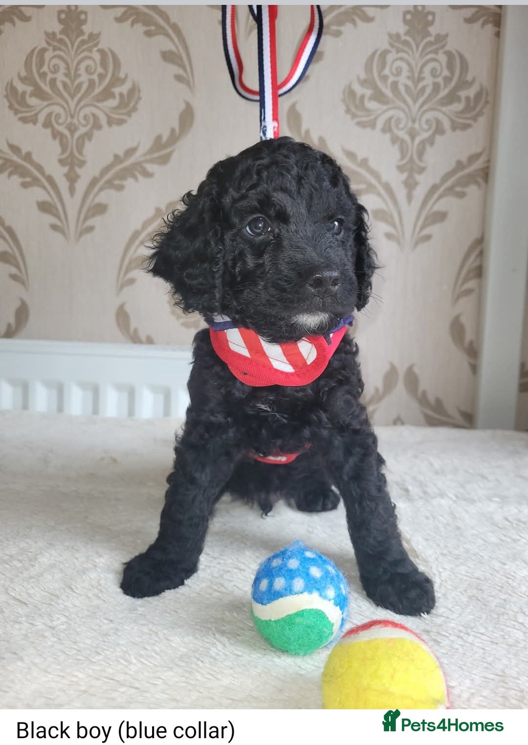 Cockapoo dogs for sale: Cockapoo F2 puppies 8 weeks old. - Image 3