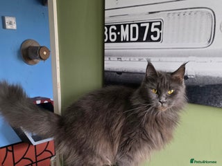 Maine Coon cats Beautiful Mainecoon Female - Advert 3